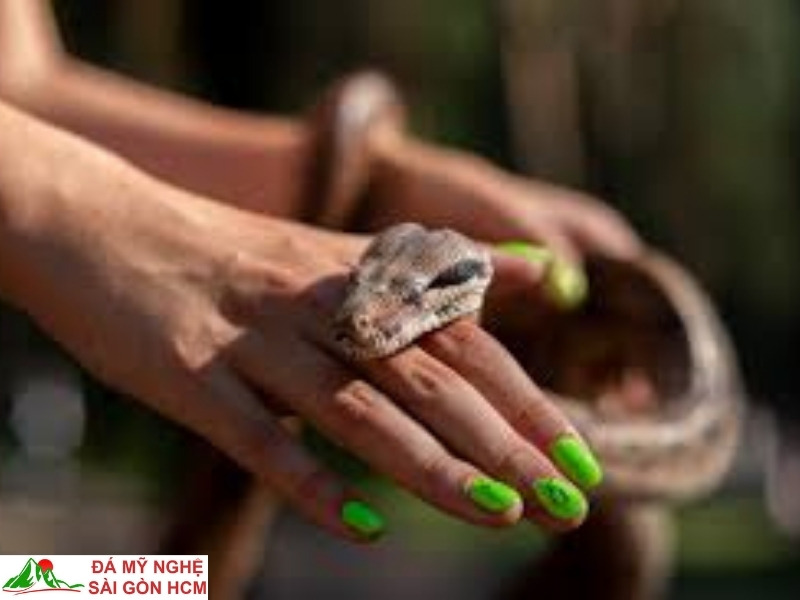 Nằm Mơ Thấy Rắn Hổ Mang