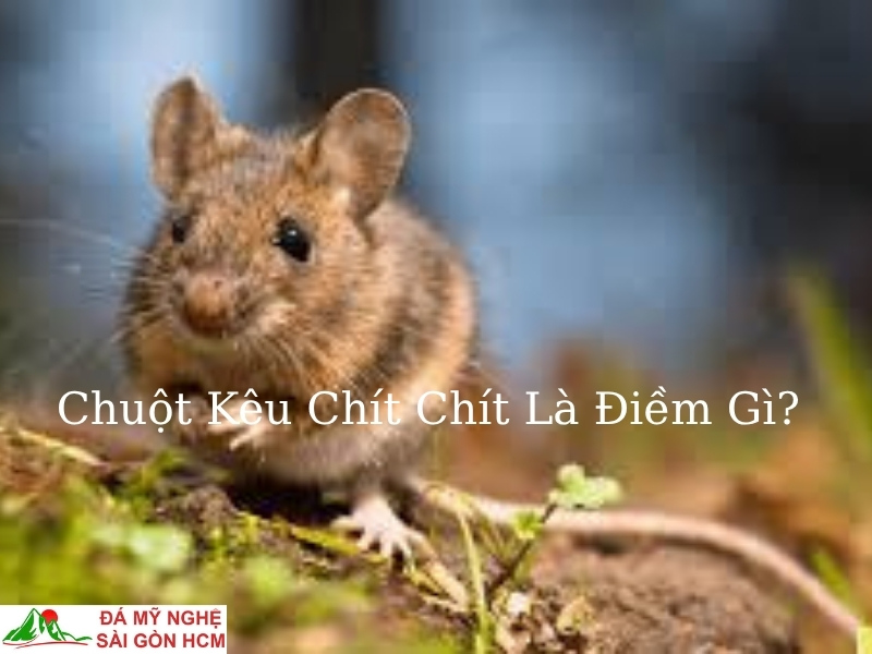 Chuột Kêu Chít Là Điềm Gì