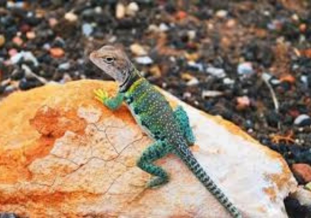 Tắc Kè Kêu 10 Tiếng Vào Ban Đêm