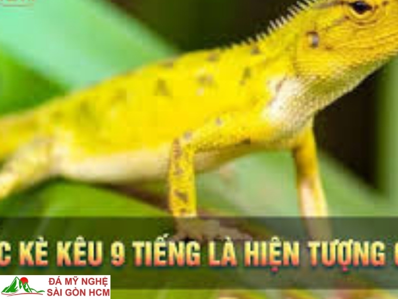 tắc kè kêu 10 tiếng vào ban đêm