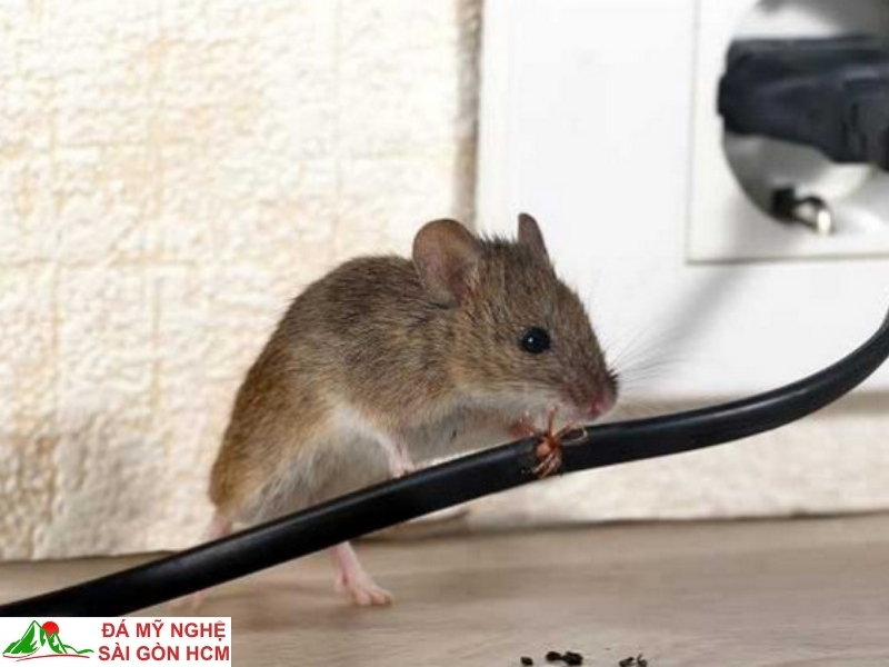 Chuột Kêu Chít Chít Là Điềm Gì